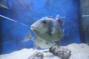 Aquarium Baska Insel Krk Kroatien Fische Aquarium Baska Insel Krk Kroatien Fische