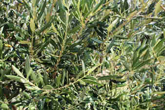 Oliven B�ume Insel Krk Kroatien