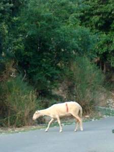 Schaf am Wanderweg Baska Insel Krk Kroatien